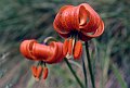 Liliaceae - Lilium pomponium